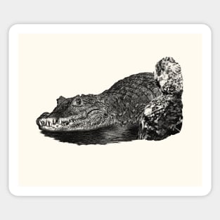 Dwarf crocodile Sticker